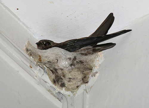 Bird Nest formed at the corner